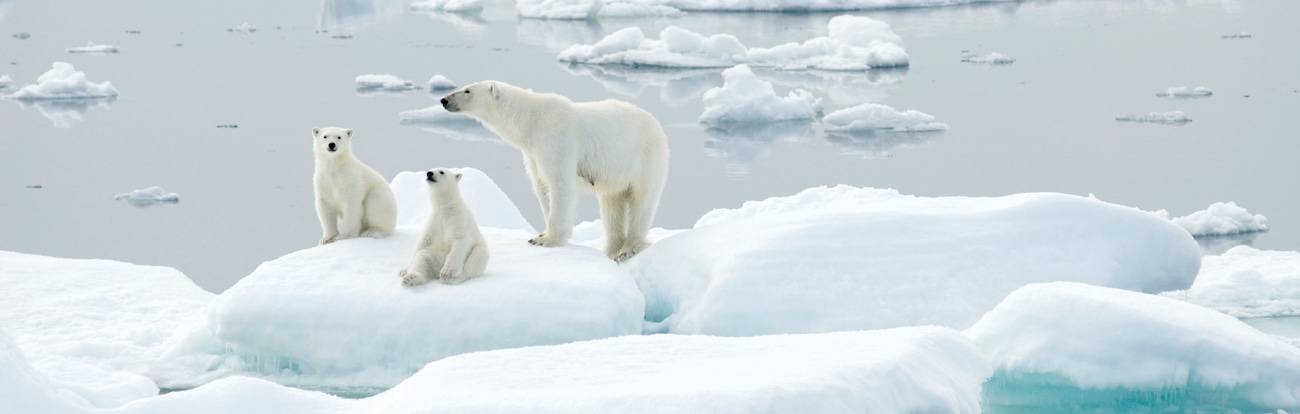 Polar bears